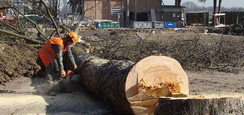 Abattage d'arbre pour entreprises