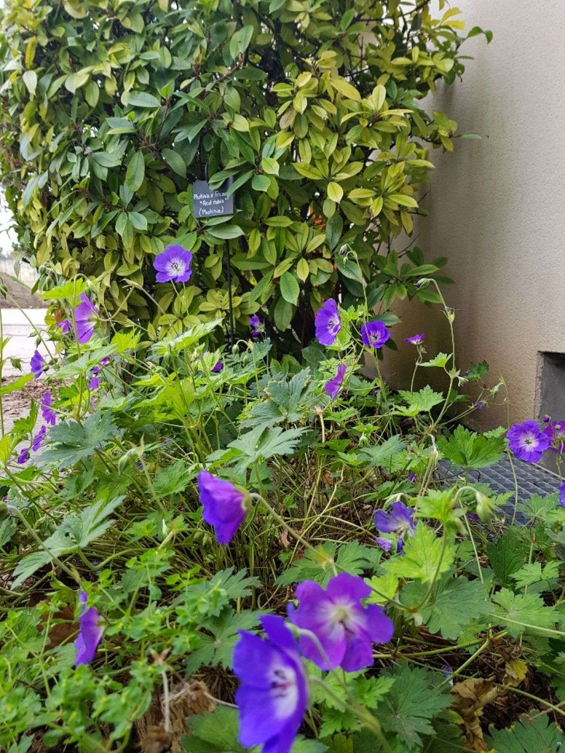 travaux-de-jardinage-909