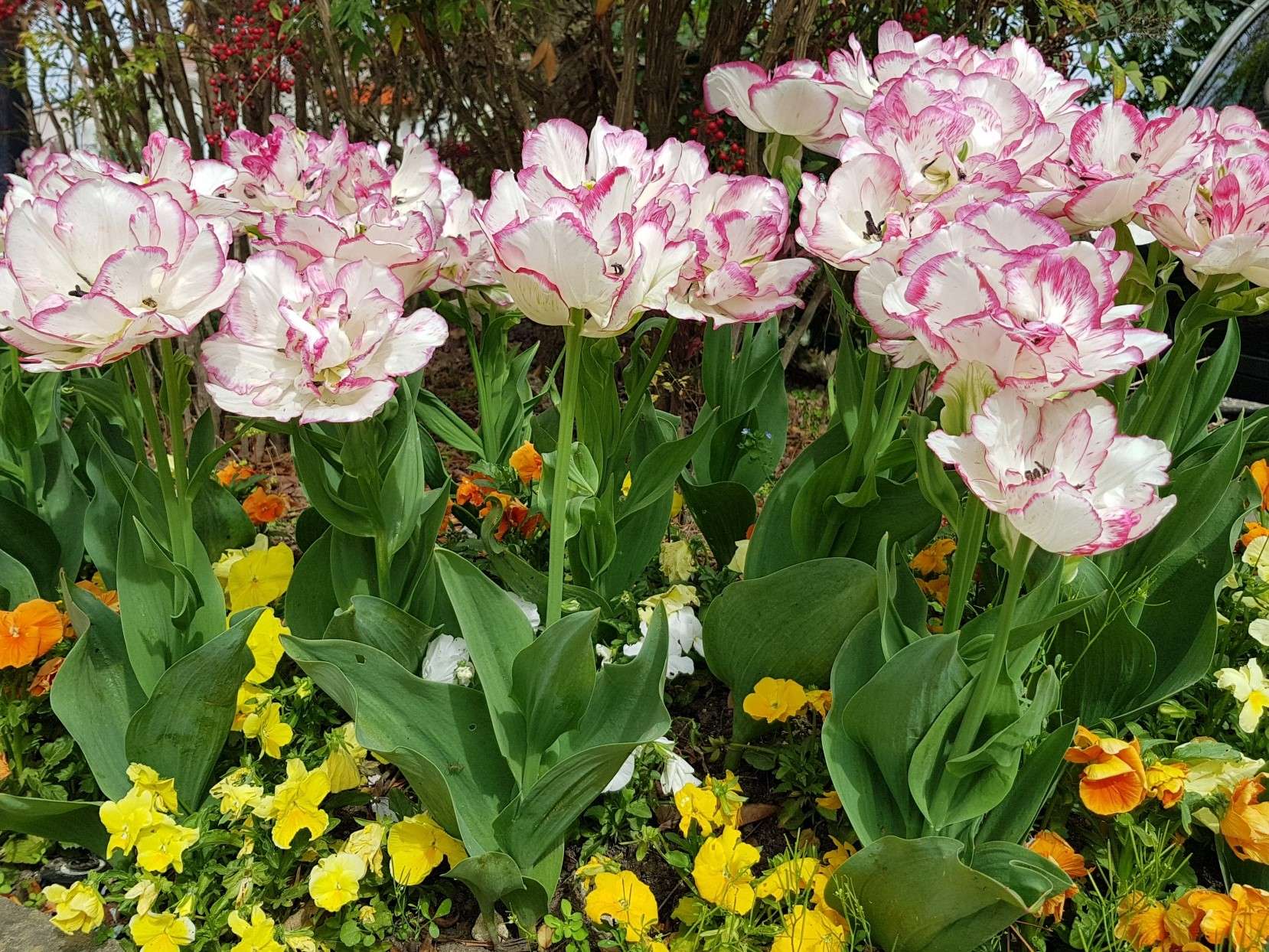 jardinier bry sur marn