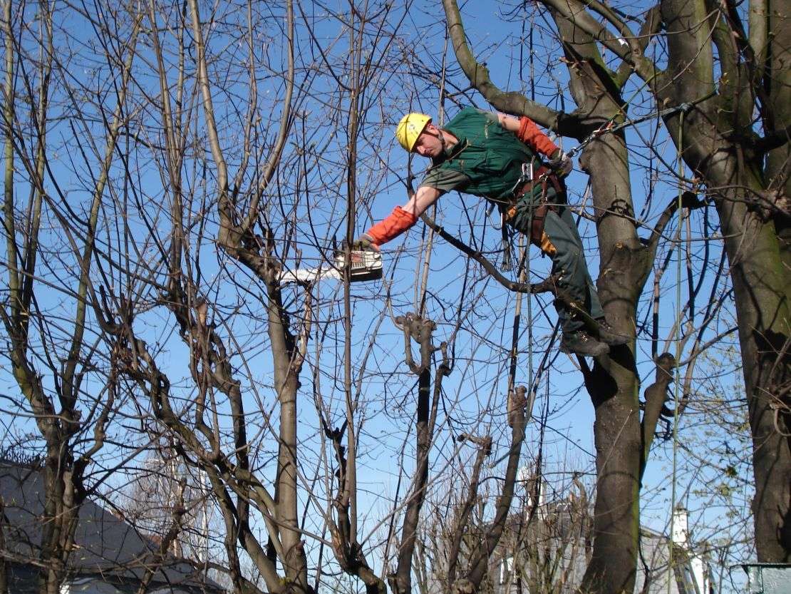 élagages des arbres