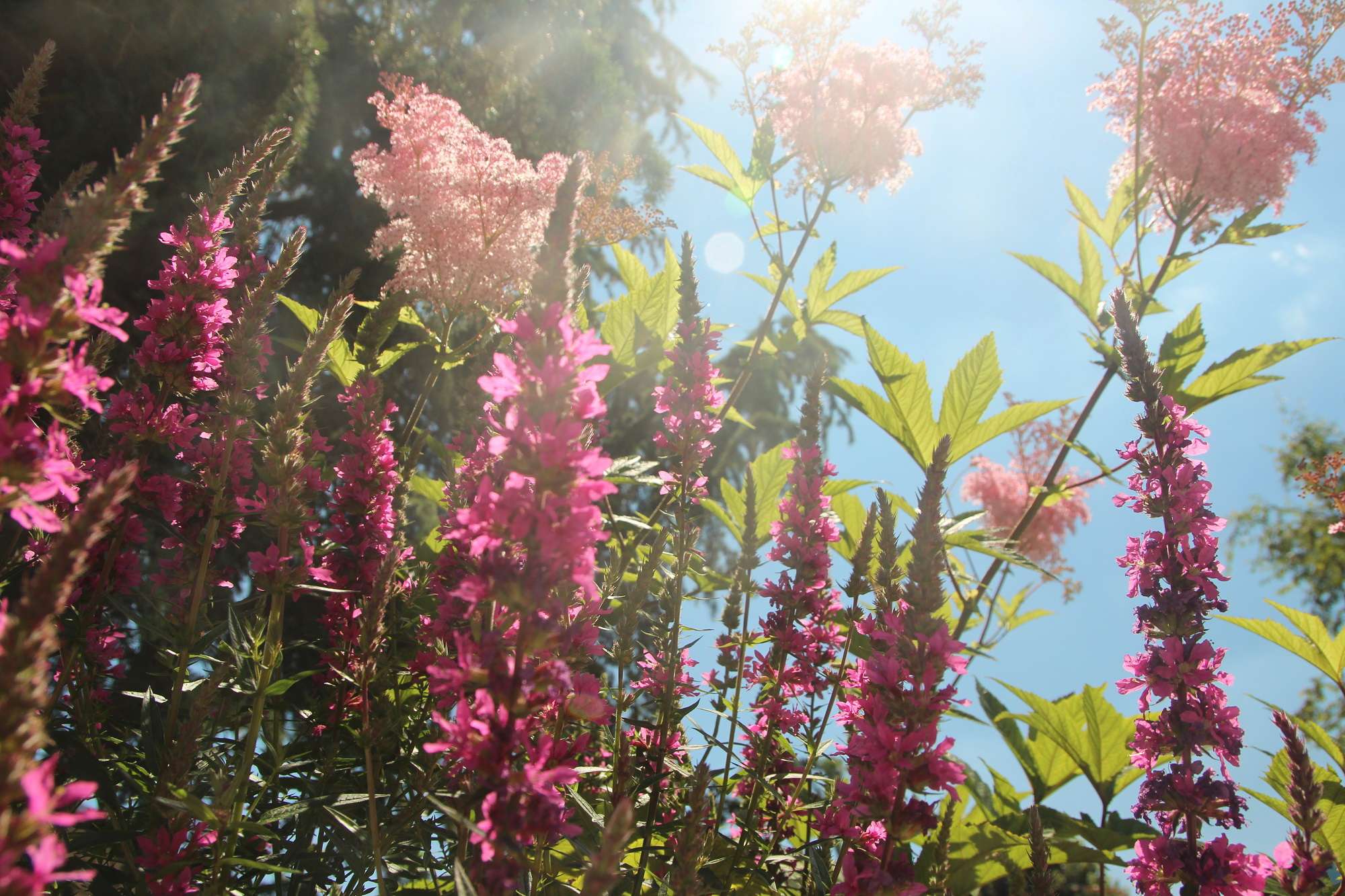 jardinage de printemps